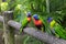 Three tropical Coconut lorikeets have a stand off in the Caribbean