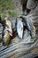 Three trouts lying on tree trunk