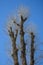 Three trunks of poplars against the sky