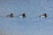 Three tufted ducks in blue water