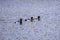 Three tufted ducks in lake.