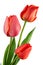 Three tulip