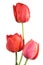 Three tulip