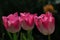 Three tulip flowers of Ollioules hybrid, also called Darwin Hybrid tulip