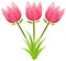 Three tulip flowers in pink color