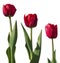 Three tulip flowers with varying length in red.