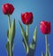 Three tulip flowers with varying length in red.