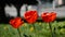 three tulips background hd stock footage