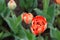 Three tulips in a diagonal