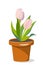 Three tulips in flowerpot
