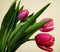Three tulips on a light background. Holiday, gift, bouquet, good mood.