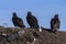 Three Turkey Vultures