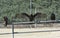 Three Turkey Vultures, Cathartes aura, perched on a rail.  Middle bird has its wings spread