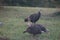 Three Turkeys grazing in yard