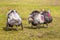 Three turkeys on green grass. Cultivation of turkeys_