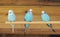 Three turquoise blue budgies are sitting on a wooden pole