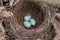 Three turquoise speckled eggs in the nest of the Eurasian Blackbird in their natural habitat.