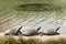 Three turtles basking