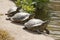 Three turtles basking