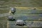 Three turtles basking in the sun on a wooden platform in the water.