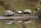 Three Turtles Reflected in Water