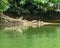 Three Turtles Resting on a Log