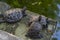 Three turtles on the stone