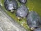 Three turtles were lining up in a group looking up under the pond in a zoo