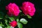 Three, two bright scarlet roses and an unopened rosebud on a black background