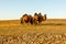 Three two-humped camels