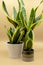 Three types of Sansevieria, Houseplant. Dracena. Mother-in-law tongue, Hard-leaved. Succulent