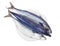 Three uncooked Atlantic mackerel on a white dish