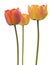 Three unfolding pink-yellow tulips with scalloped petals on a white background