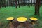 Three unique chairs on a pine forest background. Conceptual. Symbol of unique. nature.