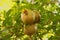 Three unripe green pomegranates on tree