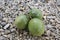 Three unripe passionfruits on stones