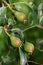 Three unripe, small pears and leaves hang on a branch of a pear tree, in portrait format against a green background