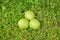 Three unripe walnuts in a green shell. Nuts fell too early from the tree