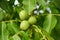 Three unriped joung walnut fruits in geen nutshell on the branch of walnut tree