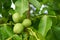 Three unriped joung walnut fruits in geen nutshell on the branch of walnut tree