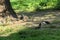 Three urban pigeons near the roots of a tree