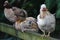 Three variegated hens