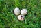 Three variegated quail eggs