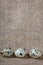 Three variegated quail eggs on the background of burlap. Close-up.