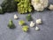 Three varieties of cabbage and individual inflorescences on gray background. Cabbage Romanescu Verdone, cauliflower and broccoli.