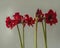 Three varieties of hippeastrum amaryllis with a dark color of flowers on a gray background