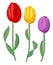 Three vector tulip for spring design in red, yellow and pink with fine shadow