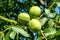 Three verdant green walnuts growing in the garden