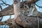 Three Vervet monkeys resting on a tree.