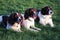 Three very cute liver and white pet dogs lying down together